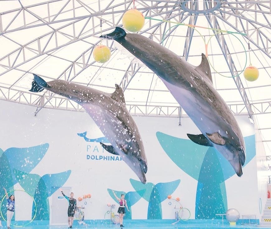 Pattaya Dolphinarium ชลบุรี